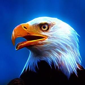 Meet your Posher, Gavilancito